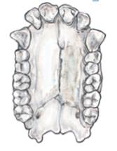 Why do you think bipedalism might be an advantage for the early hominins? In other words, how might...