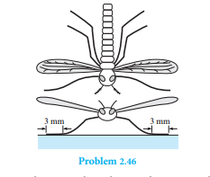 A water bug is suspended on the surface of a pond by surface tension (water does not wet the legs)....