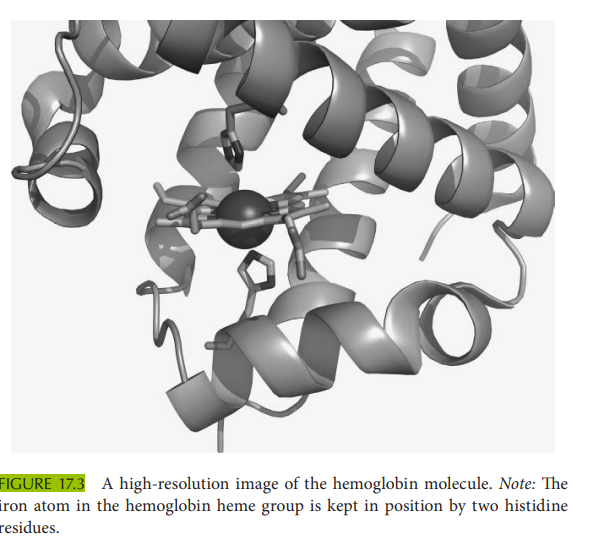 Create a high-resolution image of the hemoglobin molecule that shows how the iron atom in the heme...