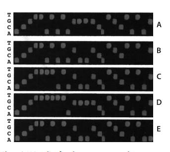 The results of a DHPLC survey of 9 individuals (A–J) are shown in Figure. What is the frequency of...-2