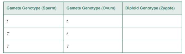 a. Mendel’s pea plants carry two alleles for the flower color gene: P for purple flowers and p for...-2