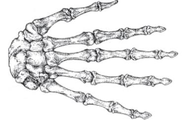 Label these bony landmarks in the following illustration: carpals; metacarpals 1 to 5; proximal,...