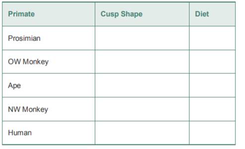 Examine the primate teeth listed below or teeth of similar primates set out by your instructor, and...