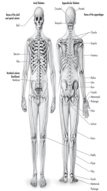 Examine the long bone that has been cut in half lengthwise. Identify the compact bone, cancellous...