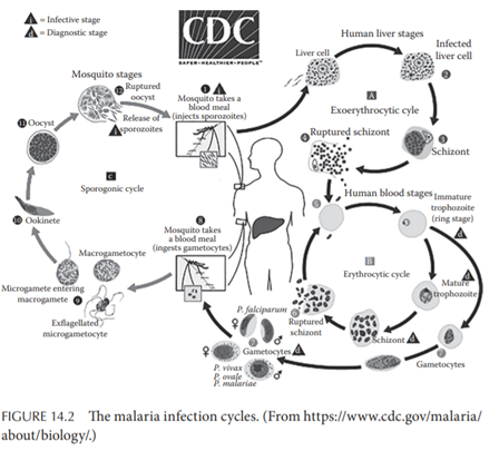 Malaria Model Malaria is one of the most devastating diseases, and it is a leading cause of death in...