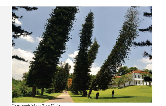 The Cook pine tree is native to New Caledonia but has been planted as an ornamental in many...