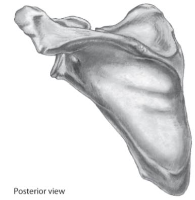 Label these bony landmarks on the following illustration: spine; acromion; vertebral, superior, and...