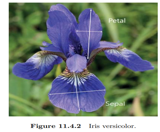 (Iris Flower Data by Fisher (1936) and Anderson (1935)) Use the popular Iris flower data set to...