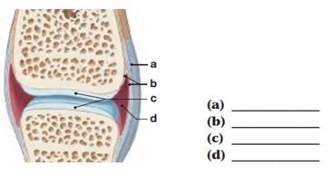 Label the structures in the following illustration of a synovial joint. 1 answer below » Label the...
