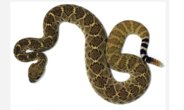 Pit vipers (including rattlesnakes) have a pit organ located halfway between their eyes and...