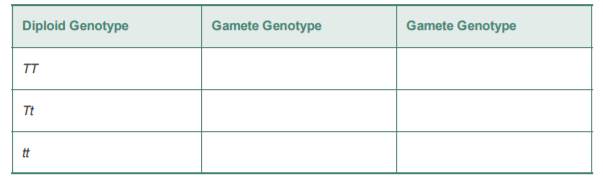 a. Mendel’s pea plants carry two alleles for the flower color gene: P for purple flowers and p for...-1