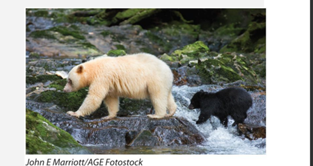 The white “Spirit” black bear (or Kermode), Ursus americanus kermodei, differs from the ordinary...