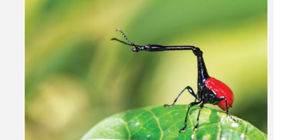 The population of the giraffe-necked weevil, pictured here, is distributed over hundreds of...