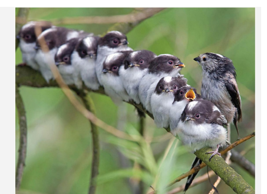 Juvenile long-tailed tits (Aegithalos caudatus), a European relative of the chickadee, “help” adult...