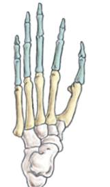 Why did the early hominins have thick enamel? What kind of foods might they have been eating?...