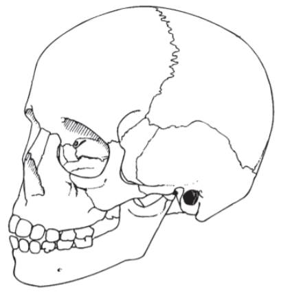 Label these 10 bones in the following illustration and color them with different colored pencils:...