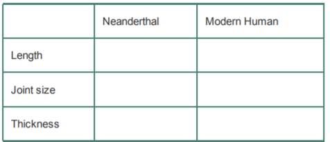 Compare the femora of the Neanderthal and an anatomically modern human and fill in the following...