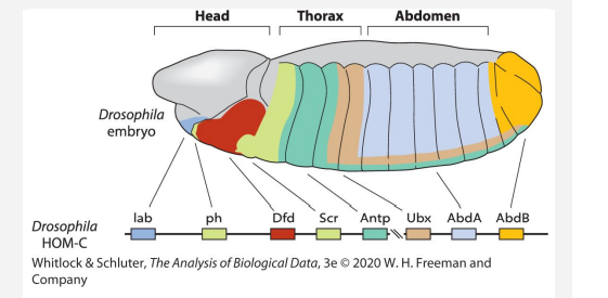 The Hox genes are responsible for determining the anterior–posterior identity of body regions...