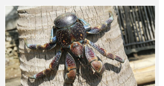 The world’s largest terrestrial invertebrate is the coconut crab, Birgus latro, which lives on...