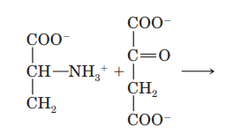 What is the net energy yield in moles of ATP produced when yeast converts one mole of glucose to...