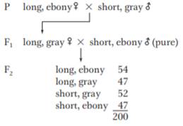 In Drosophila, the allele dp+ determines long wings and dp determines short (“dumpy”) wings. At a...