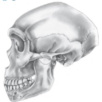 Examine the Neanderthal image below. Label the occipital bun, supraorbital torus, retromolar space,...