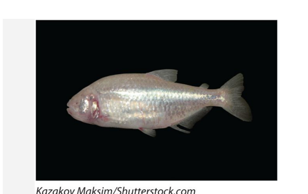 The evolution of blind cave forms of the fish Astyanax mexicanus is associated with large reductions...-2