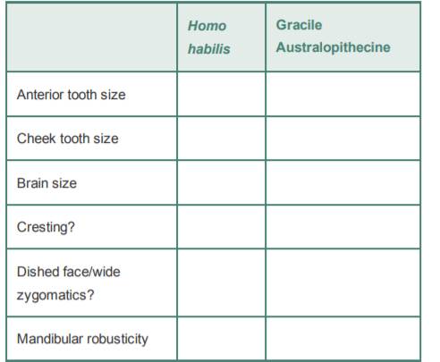 Now compare H. habilis to the gracile australopithecines for the same set of features. Do you think...