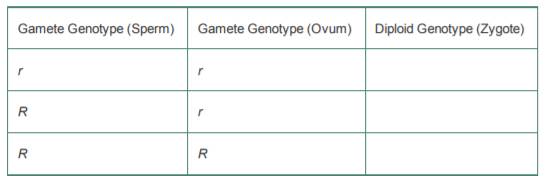 For the following, state whether the genotype is homozygous or heterozygous and whether the plant...