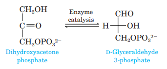 One step in glycolysis, the pathway that converts glucose to pyruvate (Section 28.2), involves an...