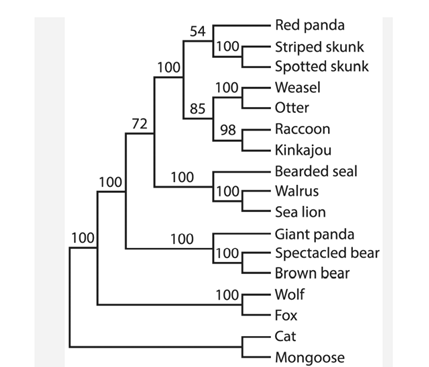 The most common use of the bootstrap in biology is to estimate the uncertainty in trees of...