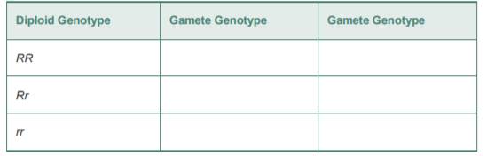 Mendel’s pea plants carry two alleles of the gene for seed shape: R for round seeds and r for...