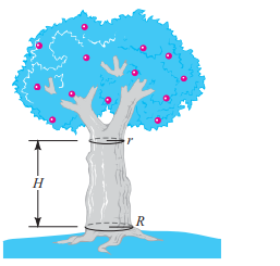 LUMBER PRODUCTION To estimate the amount of wood in the trunk of a tree, it is reasonable to assume...-1