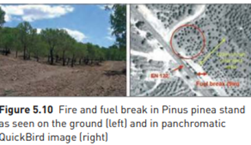 CASE STUDY Fireguard: using GIS and remote sensing for fire management Jim Hogg The Fireguard...-2