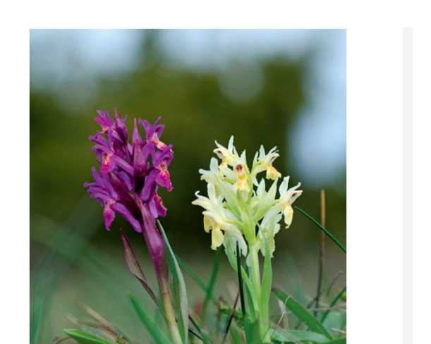 In Europe, 53% of flowers of the rewardless orchid, Dactylorhiza sambucina, are yellow, whereas the...