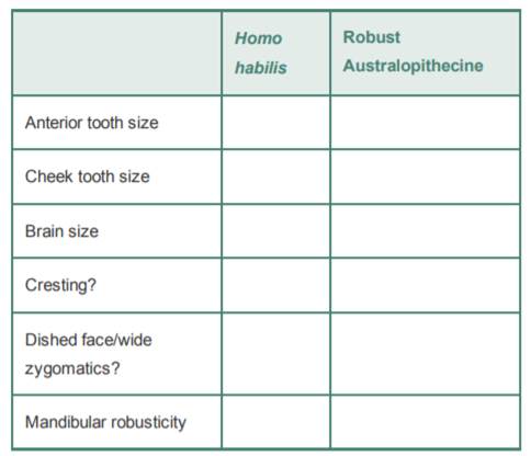 Casts or photos of a robust australopithecine and H. habilis are available in your laboratory. After...