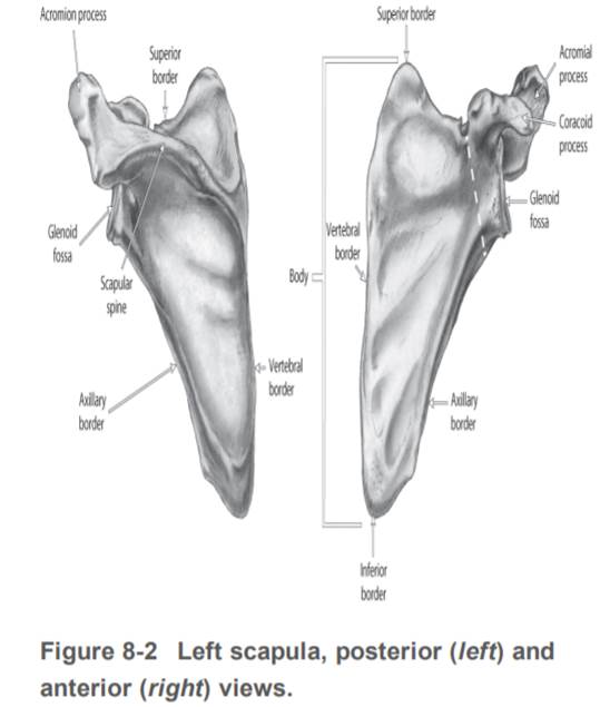 Examine a clavicle: either a picture or a model from the classroom. How would you describe the...