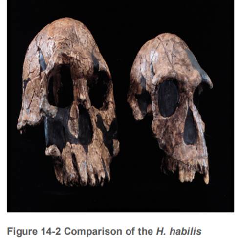 Finally, compare the two H. habilis skulls, side by side. If casts are available in your laboratory,...