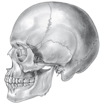 Label these bony landmarks on the following illustration: zygomatic arch, mastoid process, external...