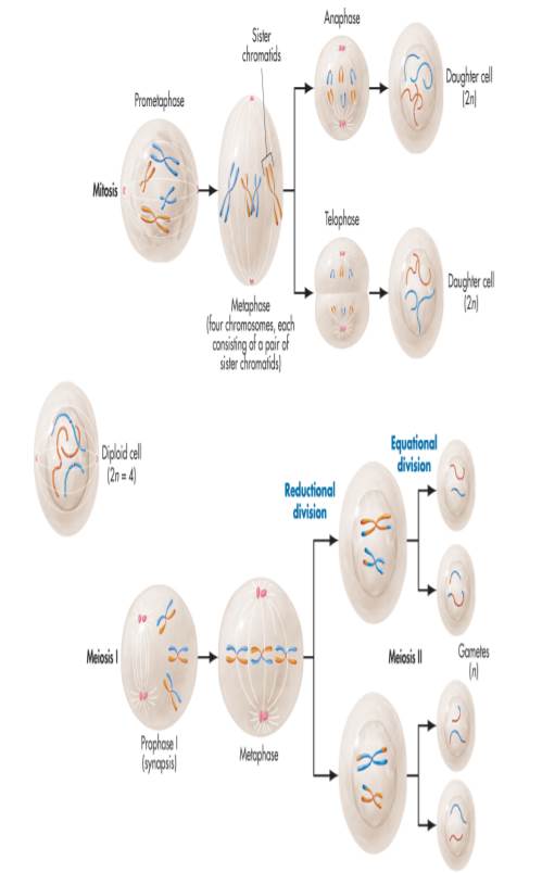 Examine the phases of mitosis under the microscopes in the...ask 2