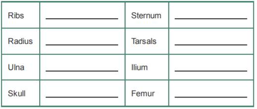 Draw a simple long bone that has been sawed in half lengthwise. Label the diaphysis, epiphysis,...