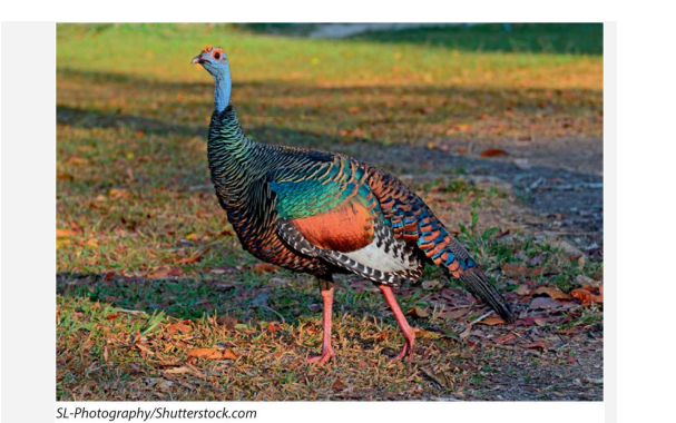 Tikal National Park in Guatemala is heavily visited by tourists. Does the disturbance affect animal...-1