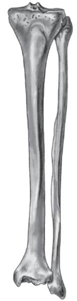 Label these bones and bony landmarks on the following illustration: tibia, fibula, tibial...