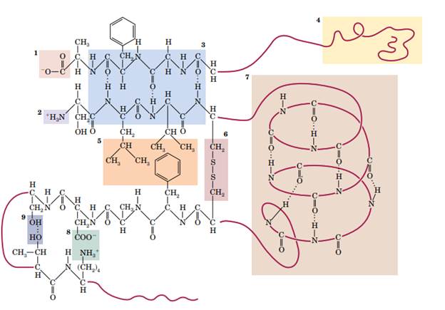 In a 6 M urea solution, a protein that contained mostly antiparallel b-sheet became a random coil....