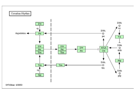 (Inference of Gene Regulation from Microarray Data). Regulatory interactions among genes are...-1