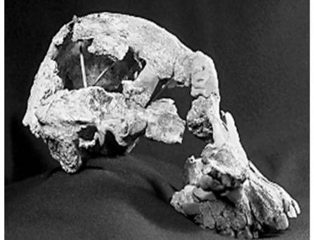 Examine the fossil cranium depicted here. Is this individual a gracile or a robust...