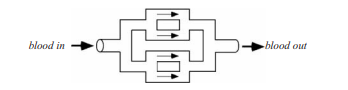 One of the major limitations in tissue engineering is vascularization. Without an adequate blood...