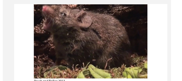 Alston’s singing mouse (Scotinomys teguina) and Chiriquí singing mice (S. xerampelinus) inhabit...-1