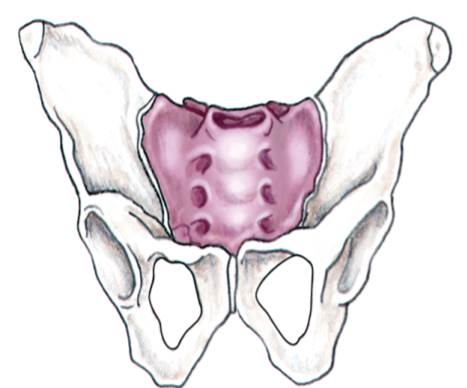 Examine the following illustration. Does this pelvis belong to a human or an ape? Name two features...