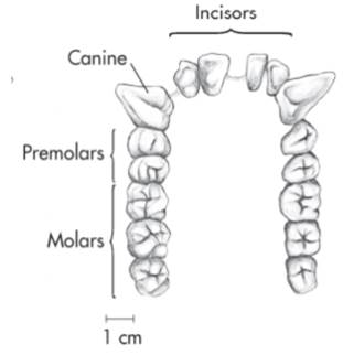 What is the dental formula of the primate shown in the following illustration?